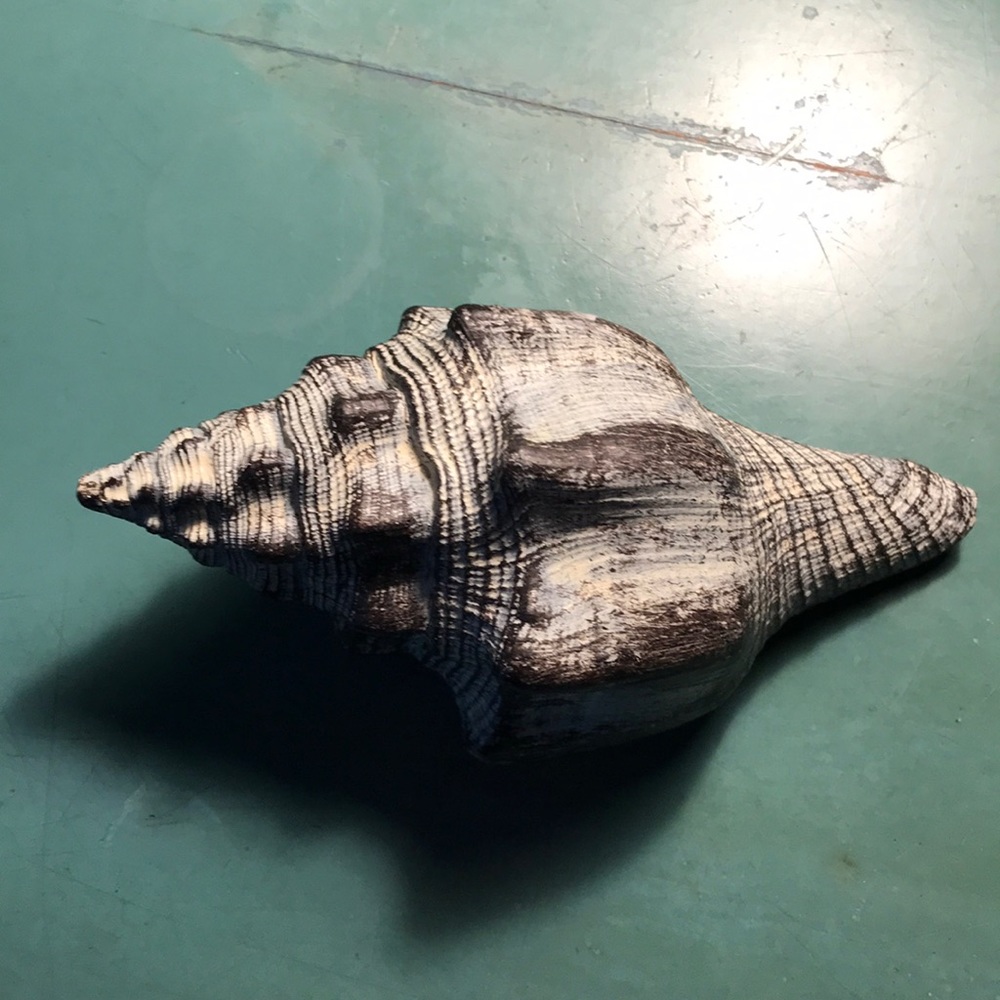 Decorative Seashell